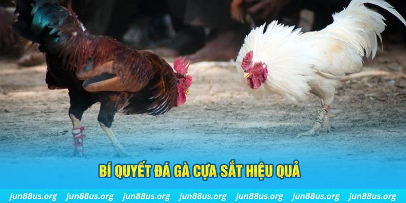11789win đá gà cựa dao