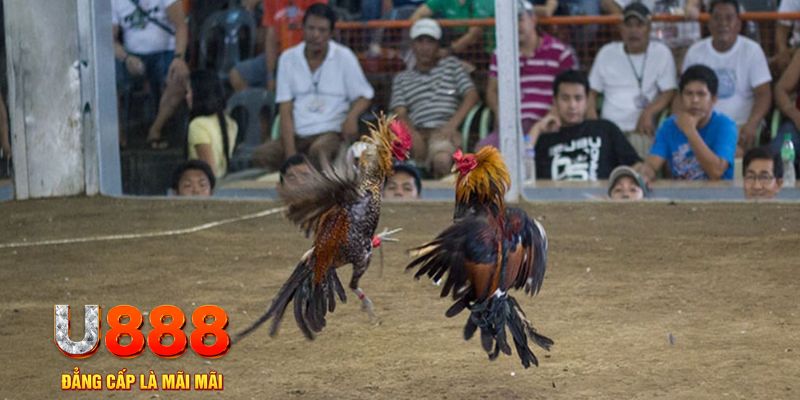 11789win đăng nhập mậu binh online