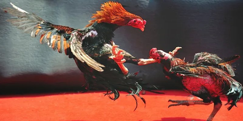 11789win BG Bắn cá
